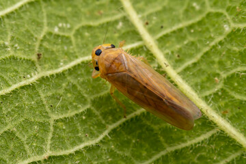 leafhopper inhabits the leaves of wild plants