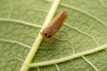 leafhopper inhabits the leaves of wild plants
