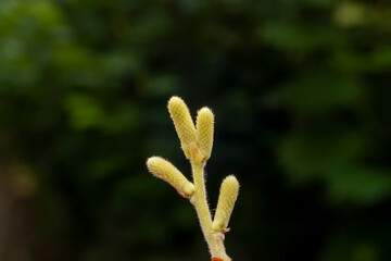 Plant buds in a botanical garden