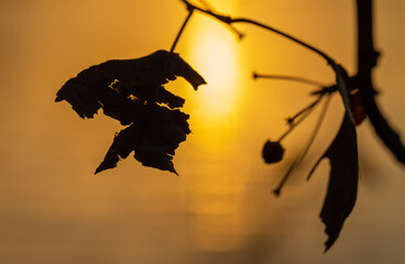 Dark autumn laves and berries silhouette with golden sunset or sunrise.