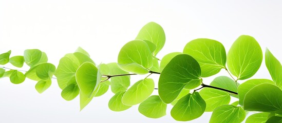 Fototapeta na wymiar Green, backlit soy leaves.