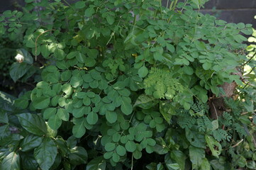 Moringa tree leaves (Moringa oleifera) or ben oil growing on the road side