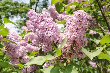 Close-up of blooming purple lilac flowers at springtime. Fresh lilac branches blossom at city park. Violet lilac flower on the bush at garden. Bouquet of purple flowers
