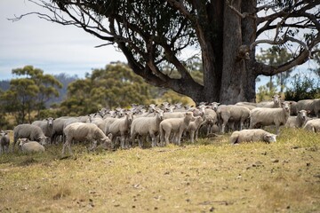 Agricultural farm practicing regenerative farmer, with sheep grazing in field practicing rotational grazing storing carbon in the soil through fungi by carbon sequestration