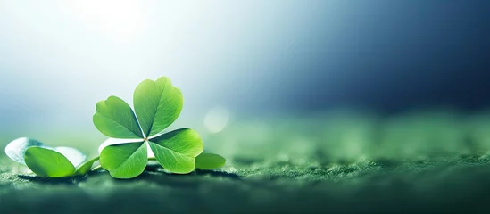 Foto op Canvas Four Leaf Clover symbolizes faith, hope, love, and luck, and is a symbolic representation of dreams. © AkuAku