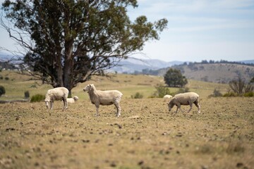 Fototapeta premium flock of shorn sheep in a dry paddock in summer with short grass