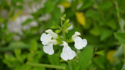 white flowers of Salvia greggii also known as San Antone oregano, Autumn sage, Tabita