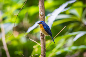 Hill Blue Flycatcher,(male), on the  tree  branch.