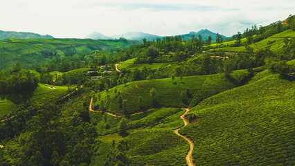 Green tea plantation hills with blue sky on background in Munnar, Kerala, India. Kolukkumalai tea...