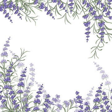 Floral purple-lavender border made of lavender flowers and leaves, for the design of postcards, invitations, banners, packaging and wallpaper. A frame for your design. Vector illustration