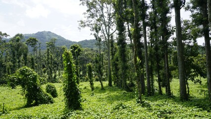 Butter beans plantation with Column Method or vertical farming of Black Pepper wrapped in trees