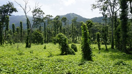 Obraz premium Butter beans plantation with Column Method or vertical farming of Black Pepper wrapped in trees