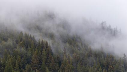 Obraz na płótnie Canvas Beautiful pine forest in the fog. Beautiful winter panoramic mountain landscape. Bansko Alpine Ski Resort, Bulgaria. Pirin mountain.