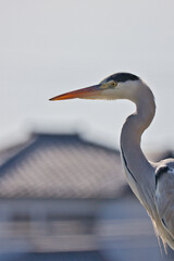 とまって何かを警戒している一匹の大きなアオサギ