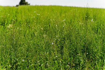 green tall Chicory crop plants in a field