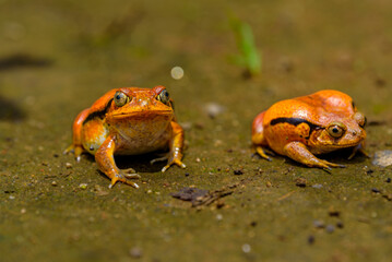 Tomato frog, Peyrieras Nature reserve, Marazevo, Madagascar