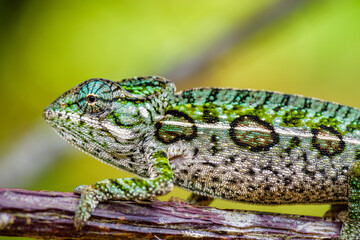 Carpet or Jewelled chameleon (Furcifer lateralis), Peyrieras Nature reserve, Marazevo, Madagascar