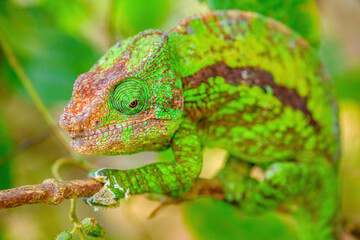Parson's chameleon, Andacibe, Madagascar
