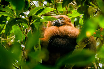 bamboo lemur © Sunil Singh