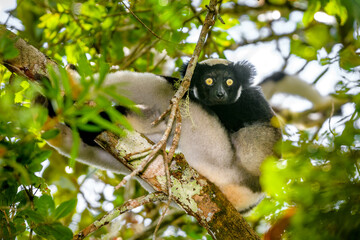 Indri lemur, Adacibe National Park , Madagascar