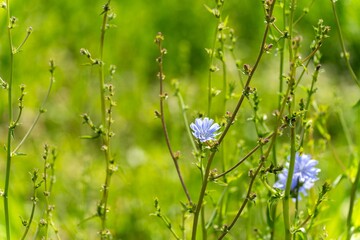 Chicory plants in a field on a farm in a field in australia