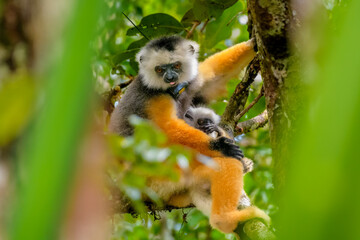 Diademed sifaka (Propithecus diadema)