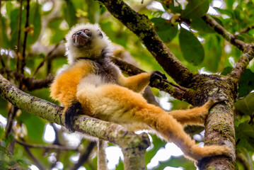 Diademed sifaka (Propithecus diadema)