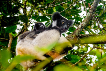 Indri lemur, Adacibe National Park , Madagascar