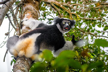 Indri lemur, Adacibe National Park , Madagascar