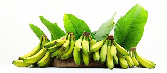 Banana tree species include Kluai Tani Dang, Musa balbisiana Colla, and Musa martini Van Geert. - obrazy, fototapety, plakaty
