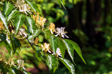 Maak honeysuckle or in latin Lonicera maackii shrub in bloom