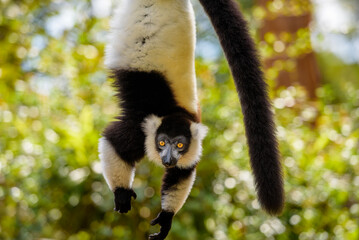 Black-and-white ruffed lemur, Vakona Preserve , Madagascar