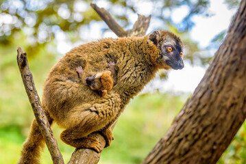 Brown lemur mather and baby, Vakona Preserve , Madagascar