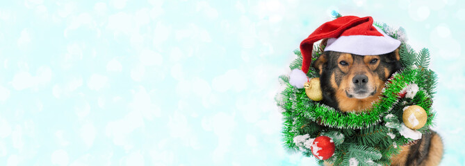 Portrait of a dog wearing christmas wreath and Santa hat sitting outdoors in snow