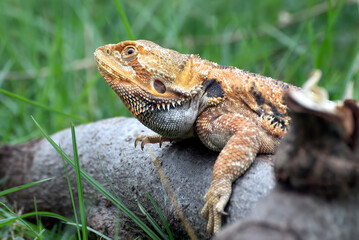 Bearded dragon on a tree log