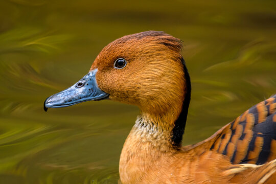 Fulvous Whistling-Duck, Vakona Preserve , Madagascar