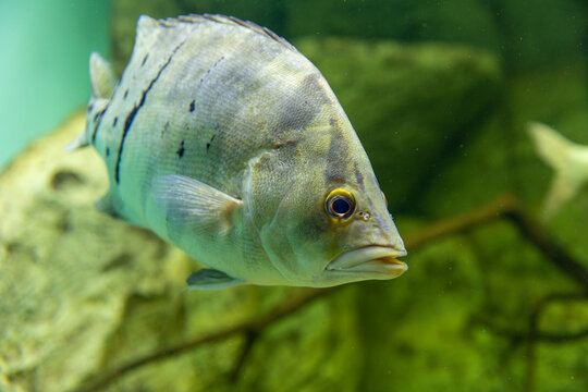 Cichlasoma meeki fish in aquarium