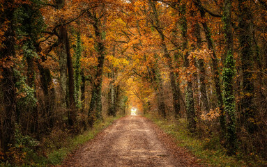 A track through an autumnal forest in the Dordogne region of France with a house at the end of the...