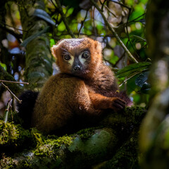 Golden bamboo lemur, Ranomafana National Park, Madagascar