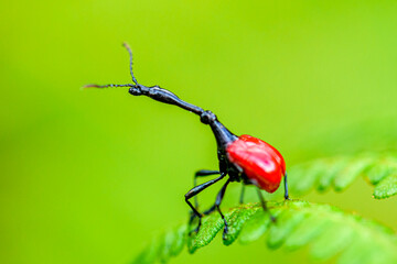 Giraffe weevil, Ranomafana National Park, Madagascar