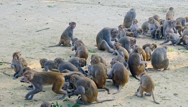 Rhesus Macaques (Macaca mulatta) a troup at the Temple feeding area, Keoladeo National Park, near Bharatpur, Rajasthan, India.