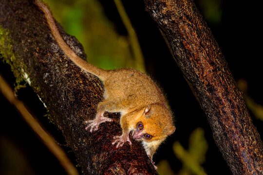 Nocturnal Mouse Lemur , Ranomafana National Park, Madagascar