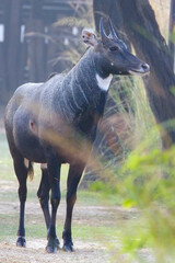 Naklejka na ściany i meble Nilgai (Boselaphus tragocamelus), a large asian antelope, standing on the path at Sultanpur National Park and Bird Sanctuary, Delhi, India.
