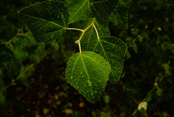 Hojas verdes de un árbol tras una intensa tarde de lluvia en Andalucía, España.