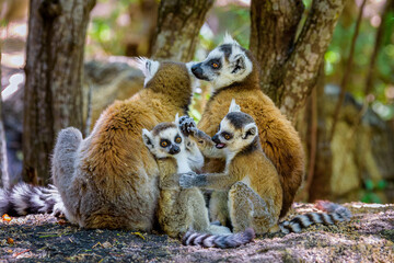 Two Ring-tailed Lemur mothers and their babies, Anja Reserve- Ambalavao -village managed park, Madagascar