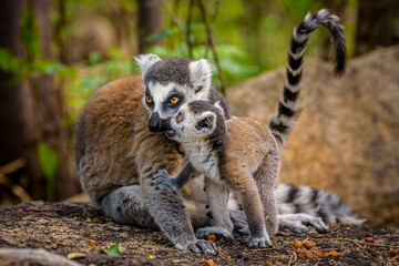 Ring-tailed Lemur and her baby, Anja Reserve- Ambalavao -village managed park, Madagascar