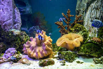 Panoramic aquarium with tropical fish and corals