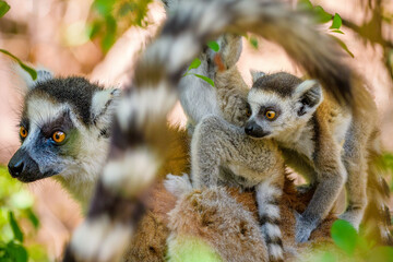 Ring-tailed lemur with her baby, Anja Reserve- Ambalavao -village managed park, Madagascar