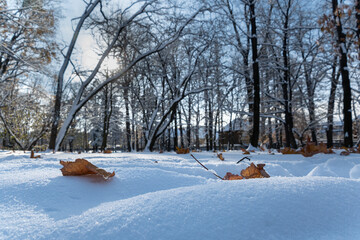 Fototapeta premium zima w parku, słońce świecące przez gałęzie drzew, suche liście na śniegu 