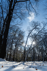 zima w parku, słońce świecące przez gałęzie drzew, suche liście na śniegu  - obrazy, fototapety, plakaty
